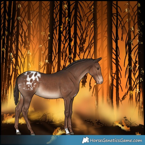 Horse Color:Liver Chestnut Varnish