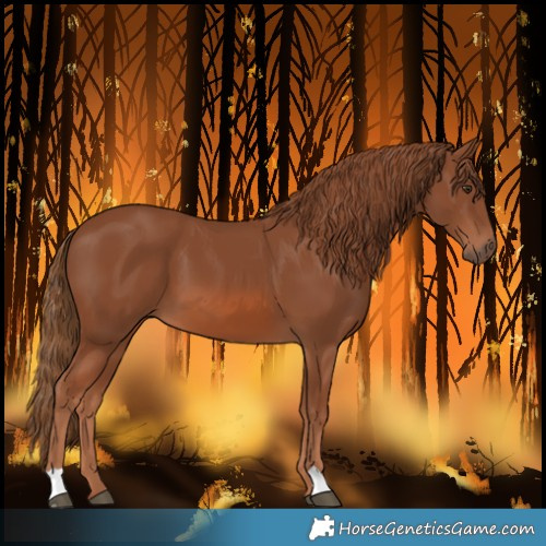 Horse Color:Chestnut 