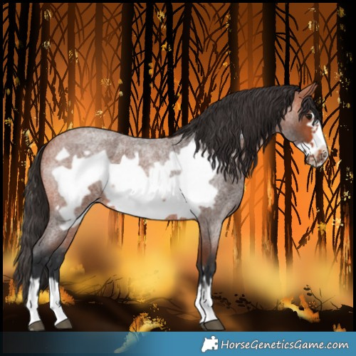 Horse Color:Bay Roan Frame