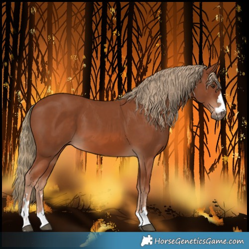 Horse Color:Chestnut 
