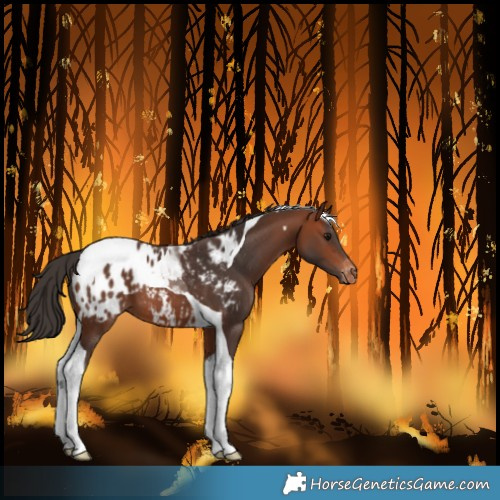 Horse Color:Bay Tobiano Blanket 