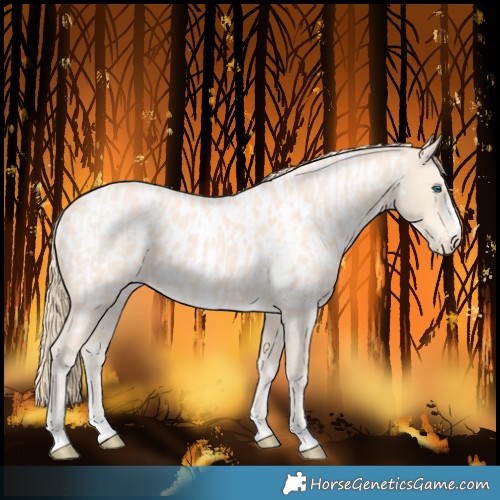 Horse Color:Perlino and Perlino Near Leopard