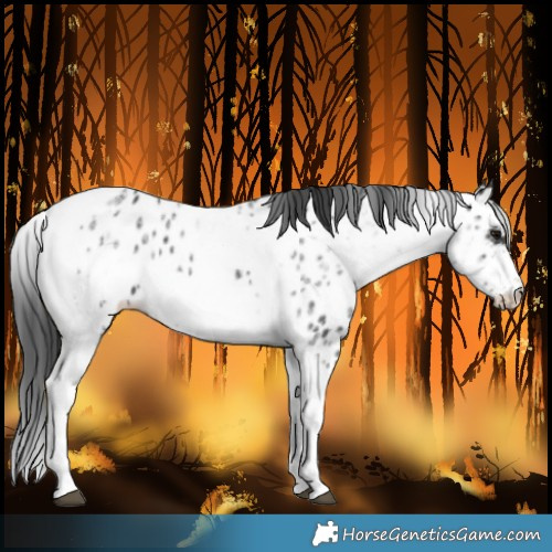 Horse Color:White Spotted Black Splash Tobiano Frame Near Leopard