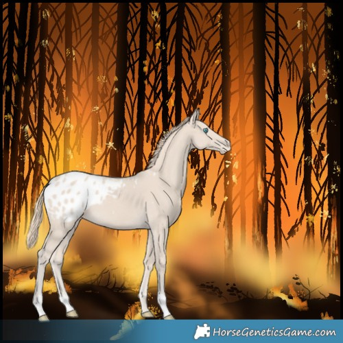 Horse Color:Smoky Creme Blanket