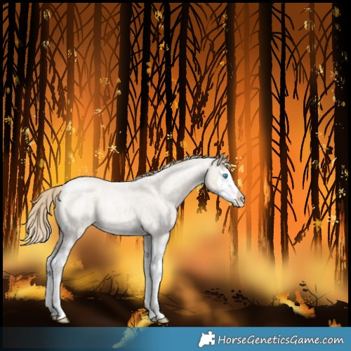 Horse Color:Smoky Creme Roan Splash 