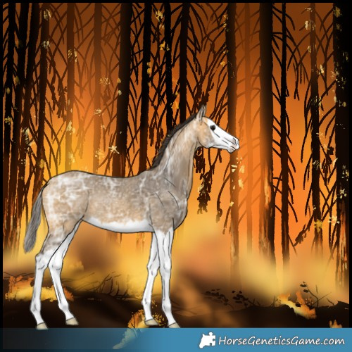 Horse Color:Buckskin Ice Sabino Splash