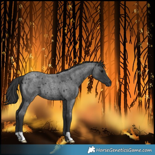 Horse Color:Blue Roan 