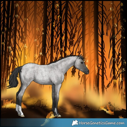 Horse Color:Grullo Roan