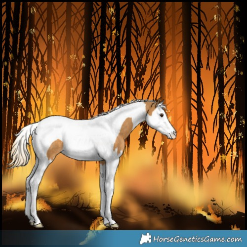 Horse Color:Palomino Splash Tobiano