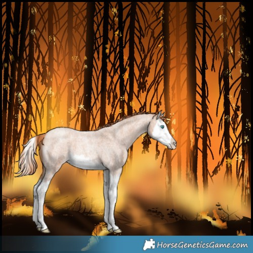 Horse Color:Gold Champagne Roan Splash 