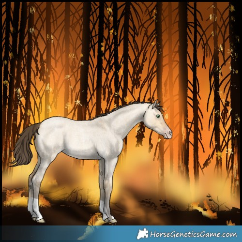 Horse Color:Amber Cream Champagne Roan Dun 