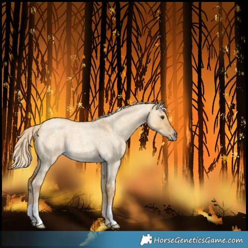 Horse Color:Palomino Roan Dun 