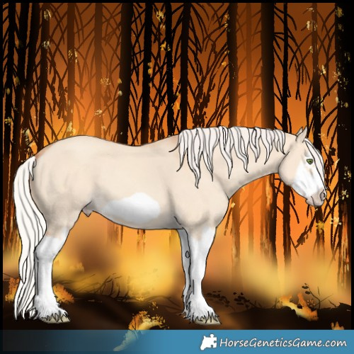 Horse Color:Silver Classic Champagne Dun Splash Frame 