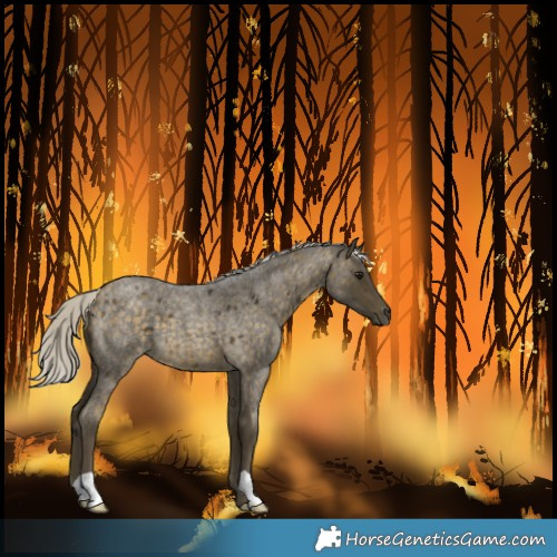 Horse Color:Silver Buckskin Roan 