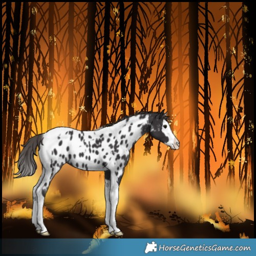 Horse Color:Smoky Black Splash Tobiano Near Leopard