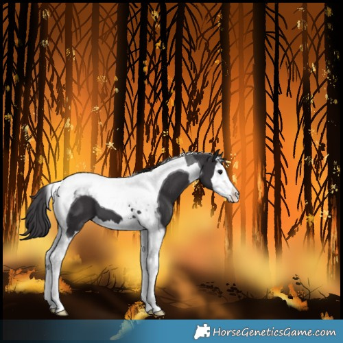 Horse Color:Smoky Black Splash Tobiano 