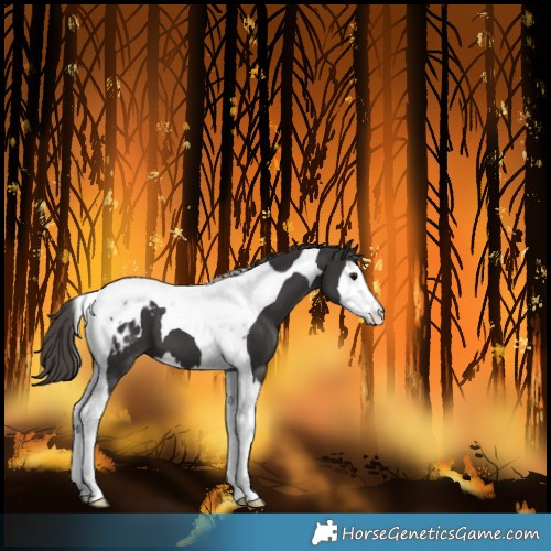 Horse Color:Smoky Black Splash Tobiano Blanket