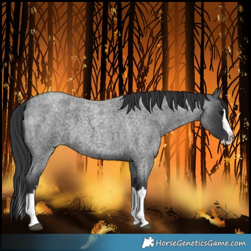 Horse Color:Blue Roan Splash 
