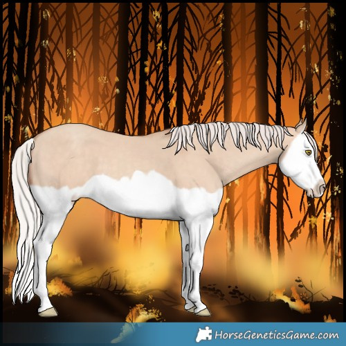 Horse Color:Silver Classic Champagne Dun Splash Frame 