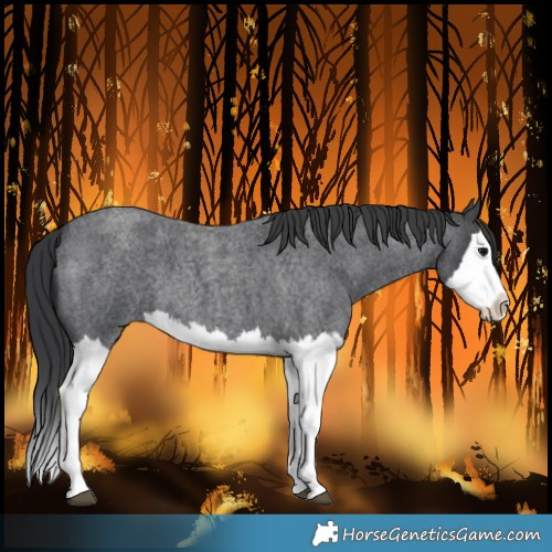 Horse Color:Blue Roan Splash