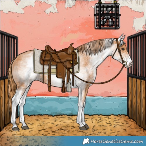 Horse Color:White Spotted Chestnut 