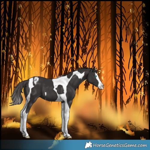 Horse Color:Smoky Black Splash Tobiano Varnish 