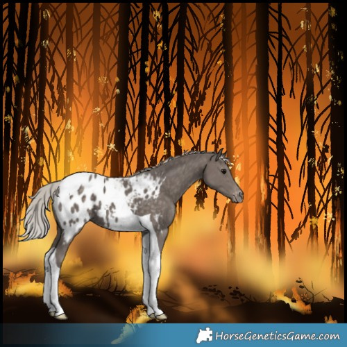 Horse Color:Silver Black Tobiano Blanket 