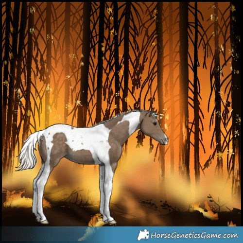 Horse Color:Silver Smoky Black Tobiano