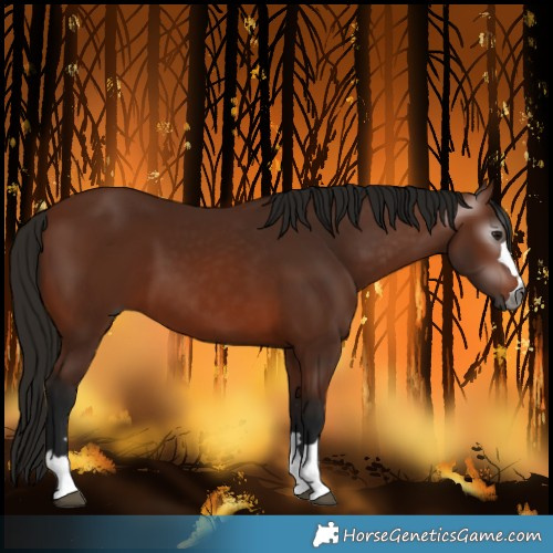 Horse Color:Gray Bay 