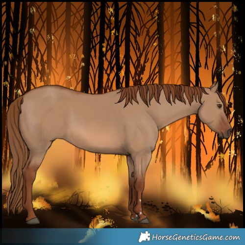Horse Color:Red Dun 