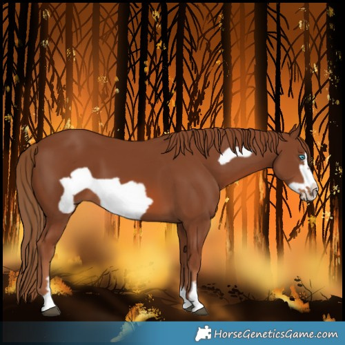 Horse Color:Chestnut Frame