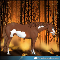 Horse Color:Chestnut Frame 
