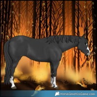 Horse Color:Black 