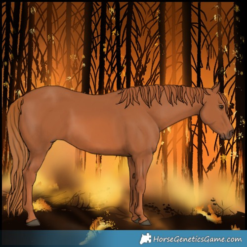 Horse Color:Chestnut 
