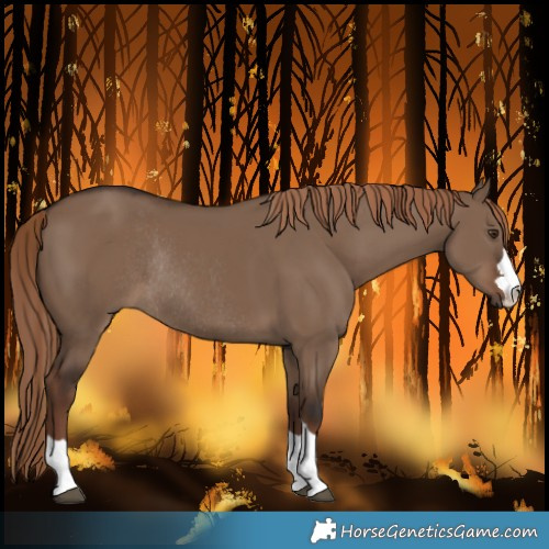 Horse Color:Liver Red Dun Rabicano 