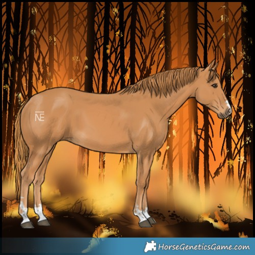 Horse Color:Unknown 