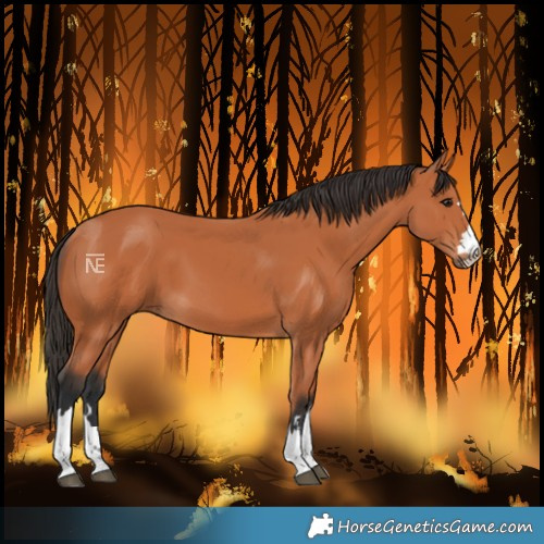 Horse Color:Unknown 