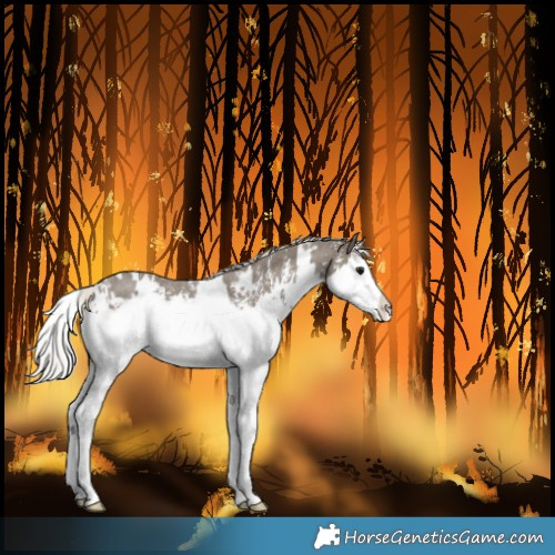 Horse Color:White Spotted Silver Smoky Black Sabino Splash 
