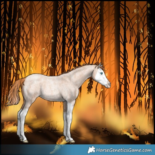 Horse Color:Gold Champagne Roan Splash 