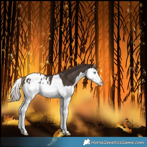 Horse Color:Liver Chestnut Splash Blanket Rabicano 