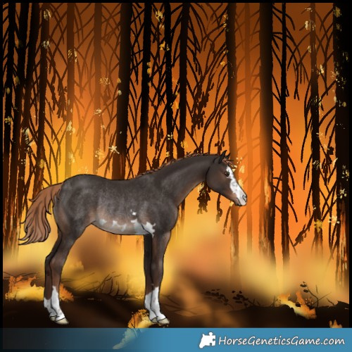Horse Color:Liver Chestnut Rabicano 