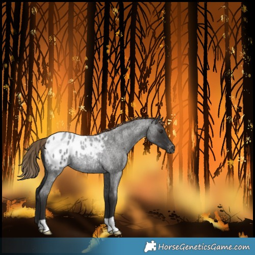 Horse Color:Liver Red Roan Blanket Rabicano 