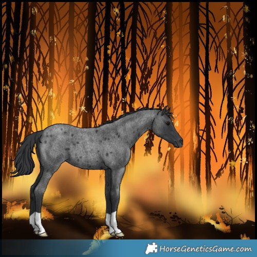Horse Color:Blue Roan