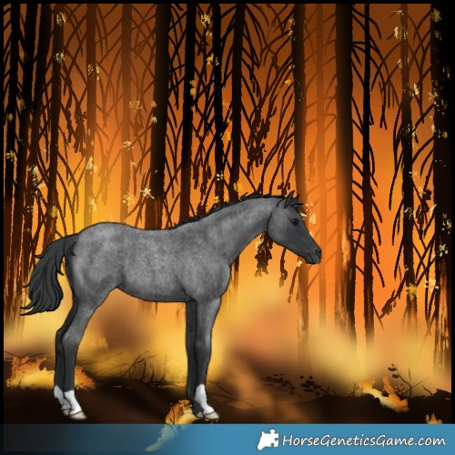Horse Color:Blue Roan 