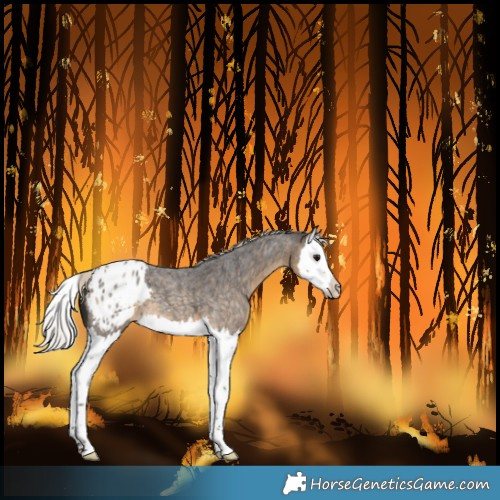 Horse Color:Silver Smoky Blue Roan Splash Blanket