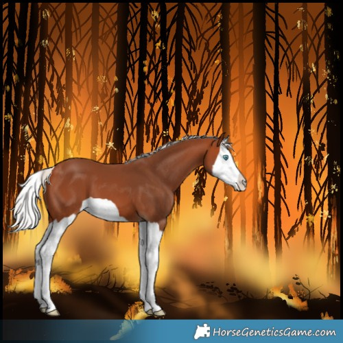 Horse Color:Silver Bay Splash 