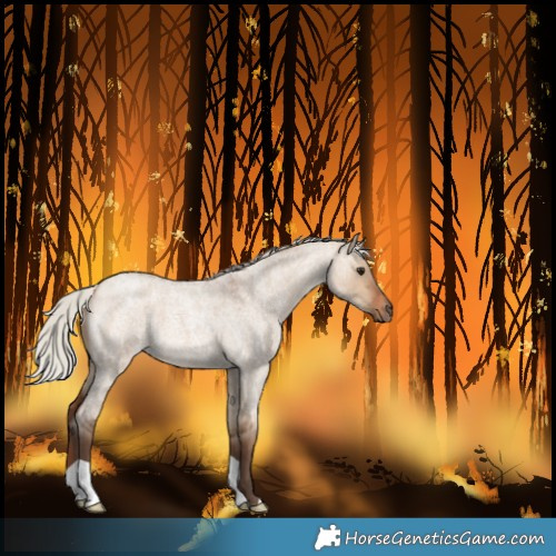 Horse Color:Silver Brown Roan Dun