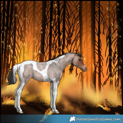 Horse Color:Bay Roan Tobiano 