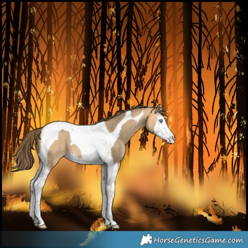Horse Color:Sable Cream Champagne Splash Tobiano Varnish 