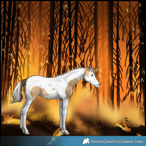 Horse Color:Amber Cream Champagne Splash Tobiano 